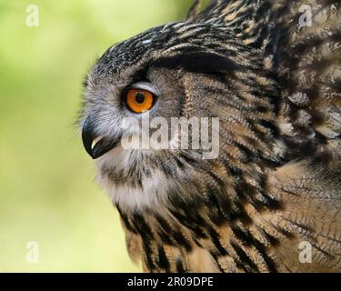 Un gros plan d'un hibou de l'aigle eurasien. Banque D'Images