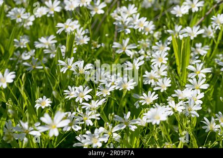 Un champ de fleurs de milieux de stellaria dans la forêt Banque D'Images