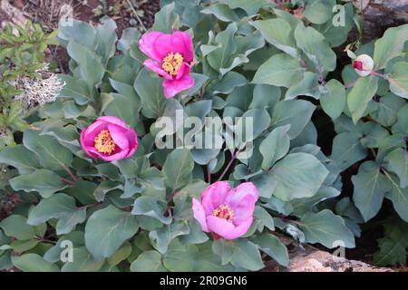 Paeonia broteri Bush à El Torcal de Antequera, Malaga, Espagne Banque D'Images