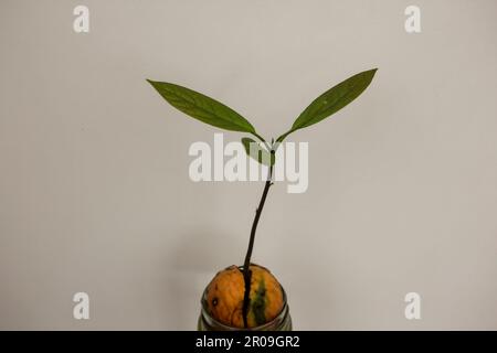 plante d'avocat poussant à la maison à partir d'une graine Banque D'Images