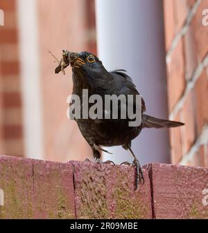 Blackbird - Turdus merula, homme Banque D'Images