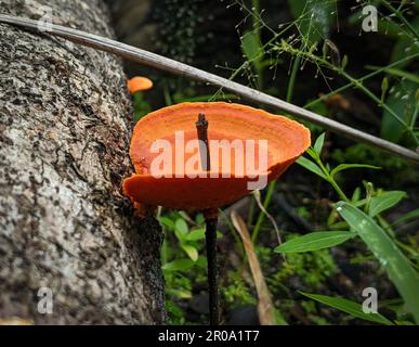 Fomitopsidaceae, qui pousse sur un tronc d'arbre mort, est une famille de champignons de l'ordre des Polyporales Banque D'Images