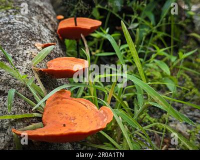 Fomitopsidaceae, qui pousse sur un tronc d'arbre mort, est une famille de champignons de l'ordre des Polyporales Banque D'Images