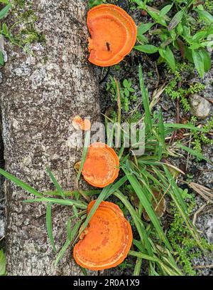 Fomitopsidaceae, qui pousse sur un tronc d'arbre mort, est une famille de champignons de l'ordre des Polyporales Banque D'Images