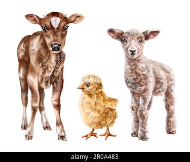 Un ensemble de trois jeunes animaux de ferme : poulet, veau, agneau. Mammifères ruraux, bétail. Illustration numérique sur fond blanc. Pour cartes postales, design, t Banque D'Images