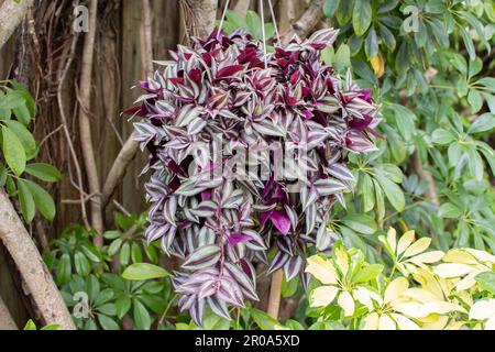 Inch Plant, Tradescantia zebrina, Wandering Jew panier suspendu. Plante de maison facile populaire dans un panier suspendu. Usine de Dude errante Banque D'Images