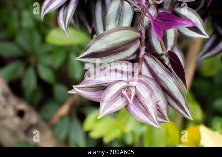 Tradescantia zébrina. Communément appelé usine de zébra, usine de pouces, usine de pouces d'argent ou plus récemment, le dude errant Banque D'Images