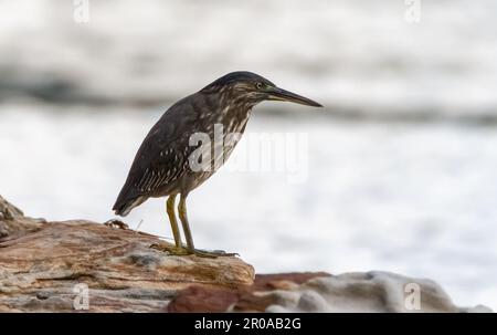 Pêchez tôt le matin par un jeune héron strié le long du bord de l'eau à Woy Woy sur la côte centrale, Nouvelle-Galles du Sud, Australie. Banque D'Images