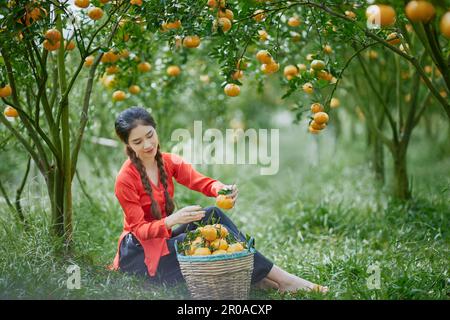 Sa Dec ville, Vietnam: Portrait de fille occidentale dans un jardin mûr de mandarine Banque D'Images