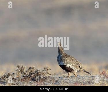 Une poule du Tétras des armoises sur la prairie du Wyoming Banque D'Images