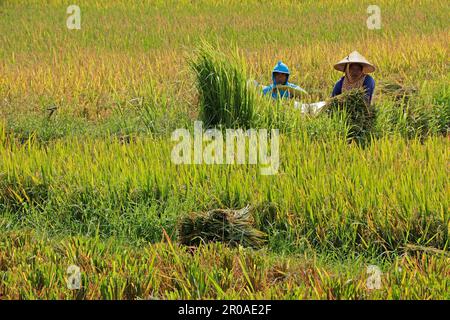 Ubud, Bali, Indonésie - 6 septembre 2019 : les agriculteurs locaux travaillant dans un riz paddy rural occupent la place centrale dans la culture et la cuisine indonésiennes Banque D'Images