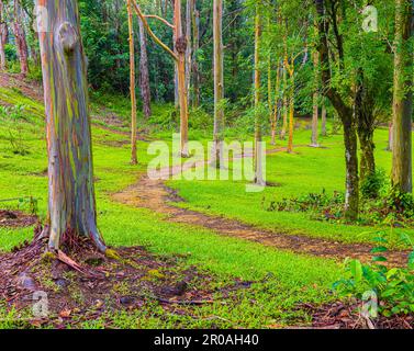 Sentier de randonnée à travers la forêt d'eucalyptus arc-en-ciel à l'arboretum Keahua, Kauai, Hawaii, États-Unis Banque D'Images