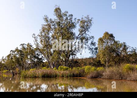 Murray River, un grand réseau fluvial en Australie, adjacent à la Nouvelle-Galles du Sud, à Victoria et à l'Australie méridionale Banque D'Images