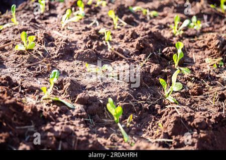 Ferme biologique, légumes frais biologiques récoltés. plantation biologique hydroponique végétale. Les semis germés sont plantés sur un plateau noir en serre. Banque D'Images