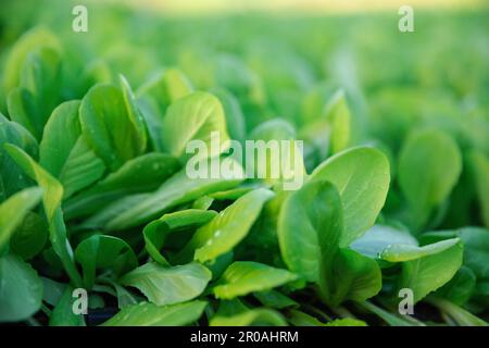 Ferme biologique, légumes frais biologiques récoltés. plantation biologique hydroponique végétale. Les semis germés sont plantés sur un plateau noir en serre. Banque D'Images