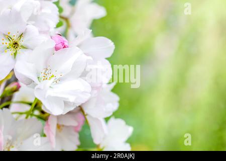 Fleurs sakura blanches en gros plan sur un fond vert naturel. copier l'espace. Mise au point sélective. Fond de printemps avec des fleurs de sakura. Banque D'Images