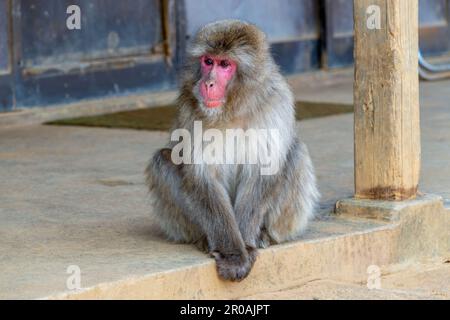 Macaque japonais au parc des singes d'Arashiyama Iwatayama à Kyoto, Japon Banque D'Images