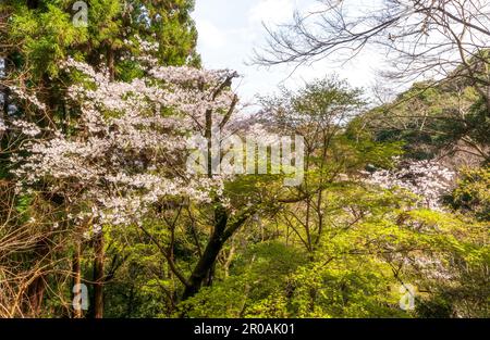 Magnifique Arashiyama Monkey Park Iwatayama à Kyoto, Japon Banque D'Images