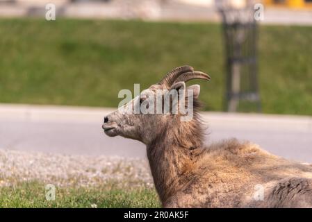 Troupeau de moutons de Bighorn vu dans la ville de montagne au printemps. Repéré au milieu du village de Radium Hot Springs avec un arrière-plan flou. Banque D'Images