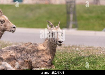 Troupeau de moutons de Bighorn vu dans la ville de montagne au printemps. Repéré au milieu du village de Radium Hot Springs avec un arrière-plan flou. Banque D'Images