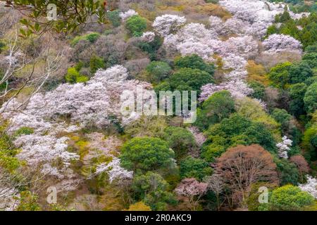 Magnifique parc Kameyama près de la rivière Katsura à Arashiyama, Kyoto, Japon Banque D'Images