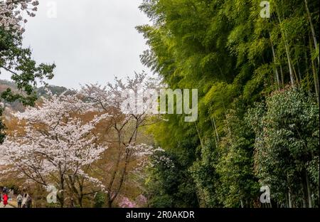 Magnifique parc Kameyama près de la rivière Katsura à Arashiyama, Kyoto, Japon Banque D'Images