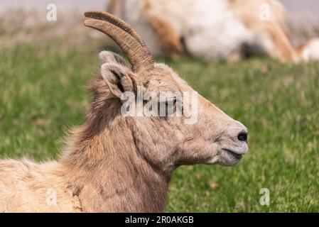 Troupeau de moutons de Bighorn vu dans la ville de montagne au printemps. Repéré au milieu du village de Radium Hot Springs avec un arrière-plan flou. Banque D'Images