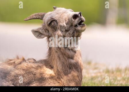 Troupeau de moutons de Bighorn vu dans la ville de montagne au printemps. Repéré au milieu du village de Radium Hot Springs avec un arrière-plan flou. Banque D'Images