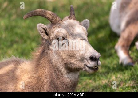 Troupeau de moutons de Bighorn vu dans la ville de montagne au printemps. Repéré au milieu du village de Radium Hot Springs avec un arrière-plan flou. Banque D'Images