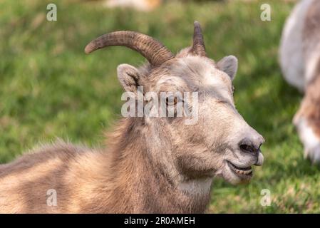 Troupeau de moutons de Bighorn vu dans la ville de montagne au printemps. Repéré au milieu du village de Radium Hot Springs avec un arrière-plan flou. Banque D'Images