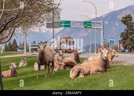 Troupeau de moutons de Bighorn vu dans la ville de montagne au printemps. Repéré au milieu du village de Radium Hot Springs avec un arrière-plan flou. Banque D'Images