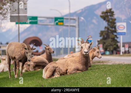 Troupeau de moutons de Bighorn vu dans la ville de montagne au printemps. Repéré au milieu du village de Radium Hot Springs avec un arrière-plan flou. Banque D'Images