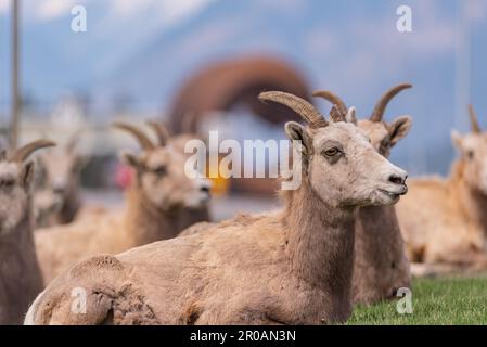 Troupeau de moutons de Bighorn vu dans la ville de montagne au printemps. Repéré au milieu du village de Radium Hot Springs avec un arrière-plan flou. Banque D'Images