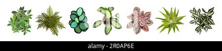 Ensemble de différentes plantes de maison vue de dessus. Illustration de Vecteur