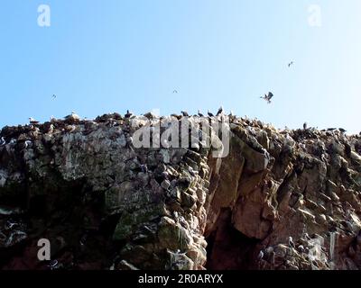 Rochers avec animaux dans l'océan Pacifique près de Paracas, Pérou Banque D'Images