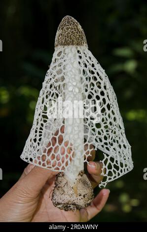 Lady Mushroom voilée, Phallus indusiatus, avec jupe d'indusium semblable à un filet tenue à la main, Klungkung, Bali, Indonésie Banque D'Images