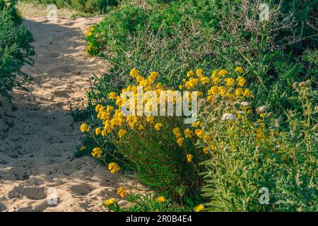 Des fleurs sauvages fleurissent dans le désert au printemps. Gros plan d'un Wallflower occidental (Erysimum capitatum), fleurs sauvages jaune vif Banque D'Images