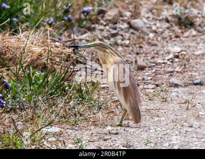 Squacco Heron (Ardeola ralloides), en habitat naturel, Agia Vavara, Chypre Banque D'Images
