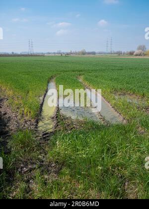 Traces d'un véhicule lourd dans l'herbe humide d'un pré Banque D'Images