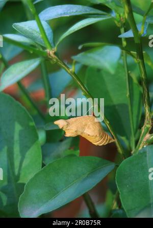 Gros plan d'un papillon de lime Pupa suspendu sous la branche de l'arbre de lime Banque D'Images