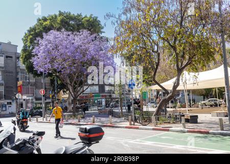 Tel Aviv, Israël - 2023 avril, Blooming jacaranda, arbre pourpre dans les rues de la ville moderne. L'homme traverse la route. L'urbanisme. Banque D'Images