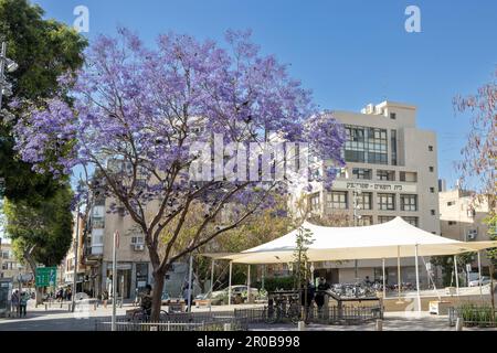 Tel Aviv, Israël - 2023 avril, Blooming jacaranda, arbre pourpre dans les rues de la ville moderne. L'homme traverse la route. L'urbanisme. Banque D'Images