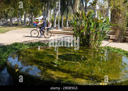 Tel Aviv, Israël - mai 2023. Une petite fontaine dans un étang dans un jardin public près du quartier Florentin, surcultivée avec des algues et de la verdure. Un père moi Banque D'Images