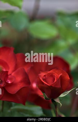 Roses chinoises en fleur dans une brousse vue de près Banque D'Images
