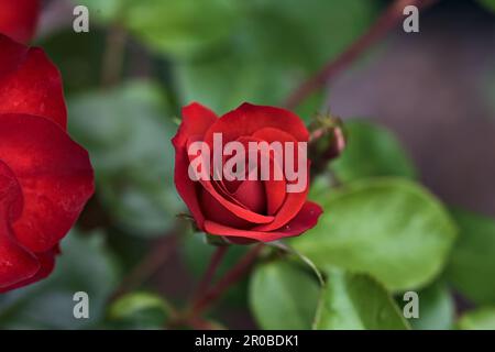 Roses chinoises en fleur dans une brousse vue de près Banque D'Images