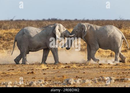 2 taureaux d'éléphant combattant, (Loxodonta african) poussant leurs têtes ensemble, avec leurs défenses et leur nez. troncs vers le haut. Parc national d'Etosha, Namibie Banque D'Images