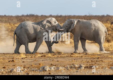 2 taureaux d'éléphant combattant, (Loxodonta african) poussant leurs têtes ensemble, avec leurs défenses et leur nez. troncs vers le haut. Parc national d'Etosha, Namibie Banque D'Images