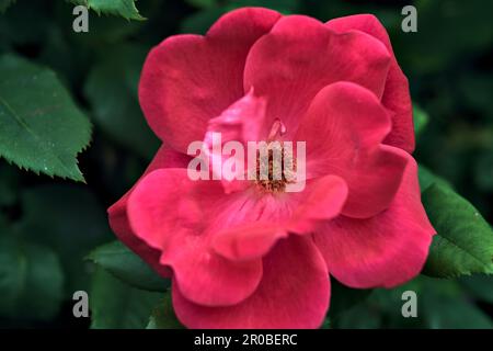 Roses chinoises en fleur dans une brousse vue de près Banque D'Images