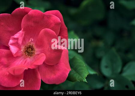 Roses chinoises en fleur dans une brousse vue de près Banque D'Images