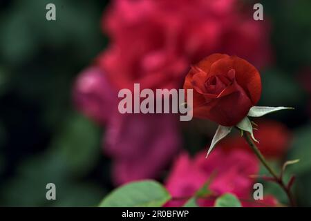 Roses chinoises en fleur dans une brousse vue de près Banque D'Images